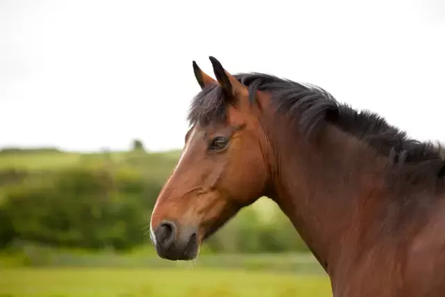 bay horse - horse colors - david didier
