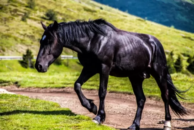 black horse - horse colors - david didier