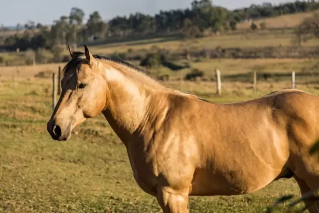 buckskin horse - horse colors - david didier