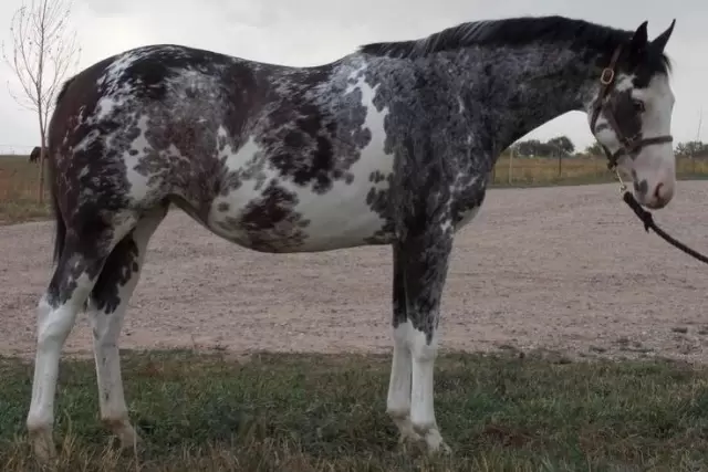 chimera horse color - horse information - david didier