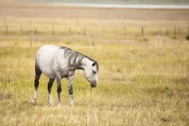 dappled horse - gray horse - david didier