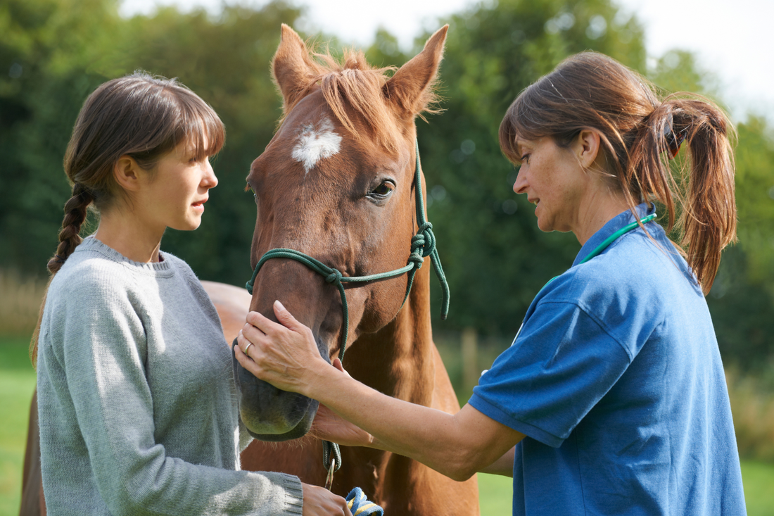 horse health certificates - certificates of veterinary inspection - david didier