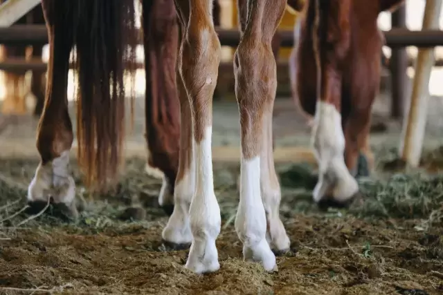 horse leg markings - horse facts - david didier