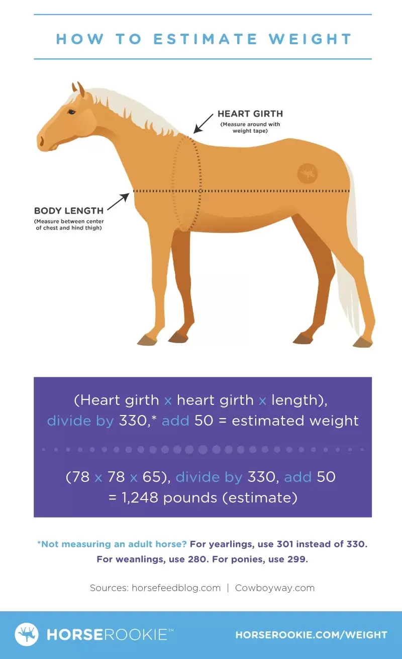 horse weight infographic - how much does a horse weigh - david didier