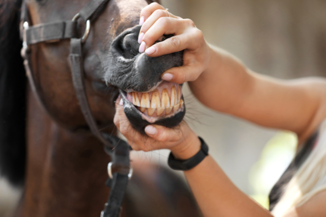 horses teeth - aging a horse by its teeth - david didier