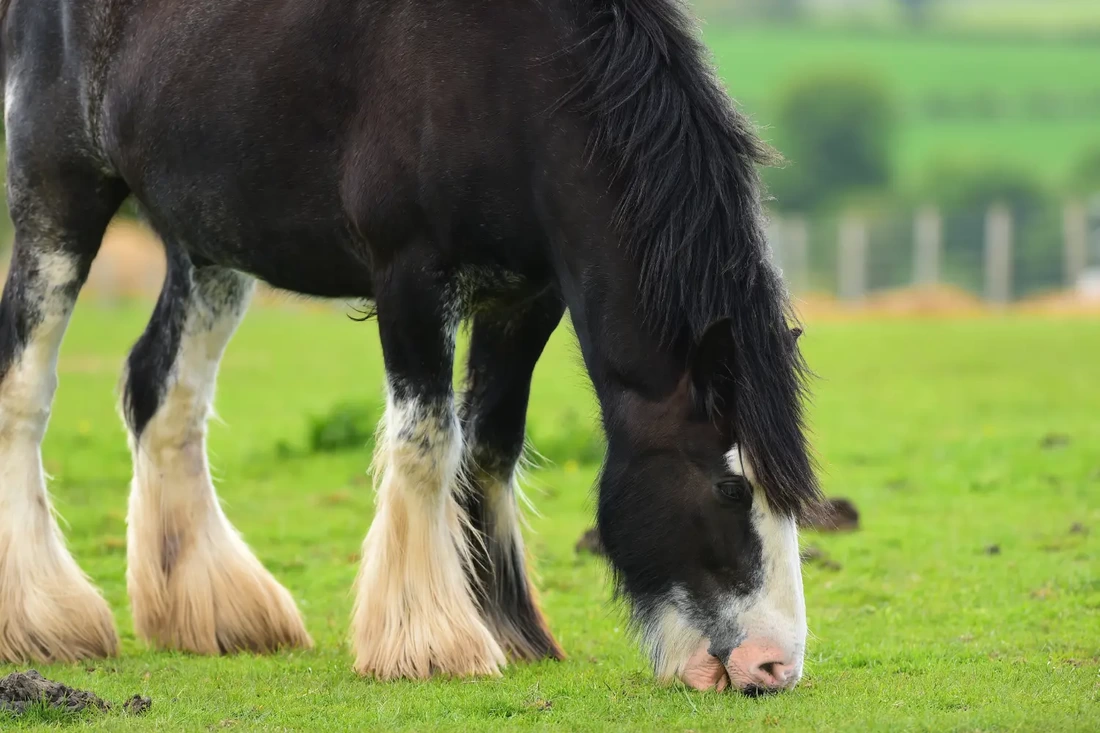 how heavy is a full grown horse - draft horse eating - david didier
