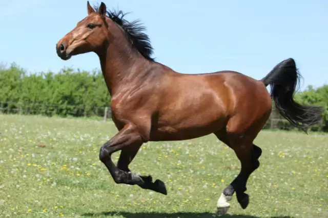 how heavy is a full grown horse - healthy horse weight - david didier