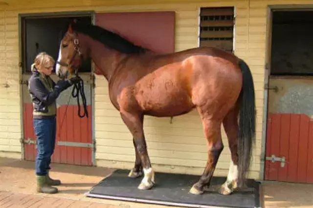 how heavy is a full grown horse - horse scale - david didier