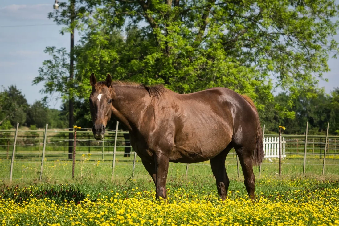 how long are horses pregnant - horse gestation period - david didier