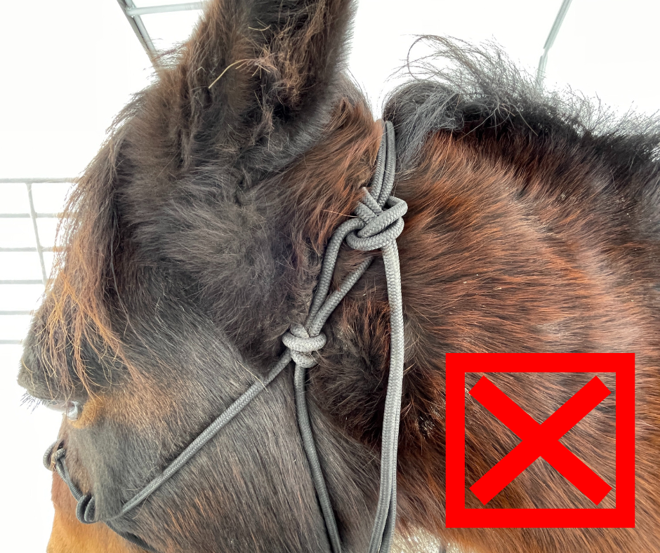 incorrect way to tie a rope halter - horse tack tips - david didier