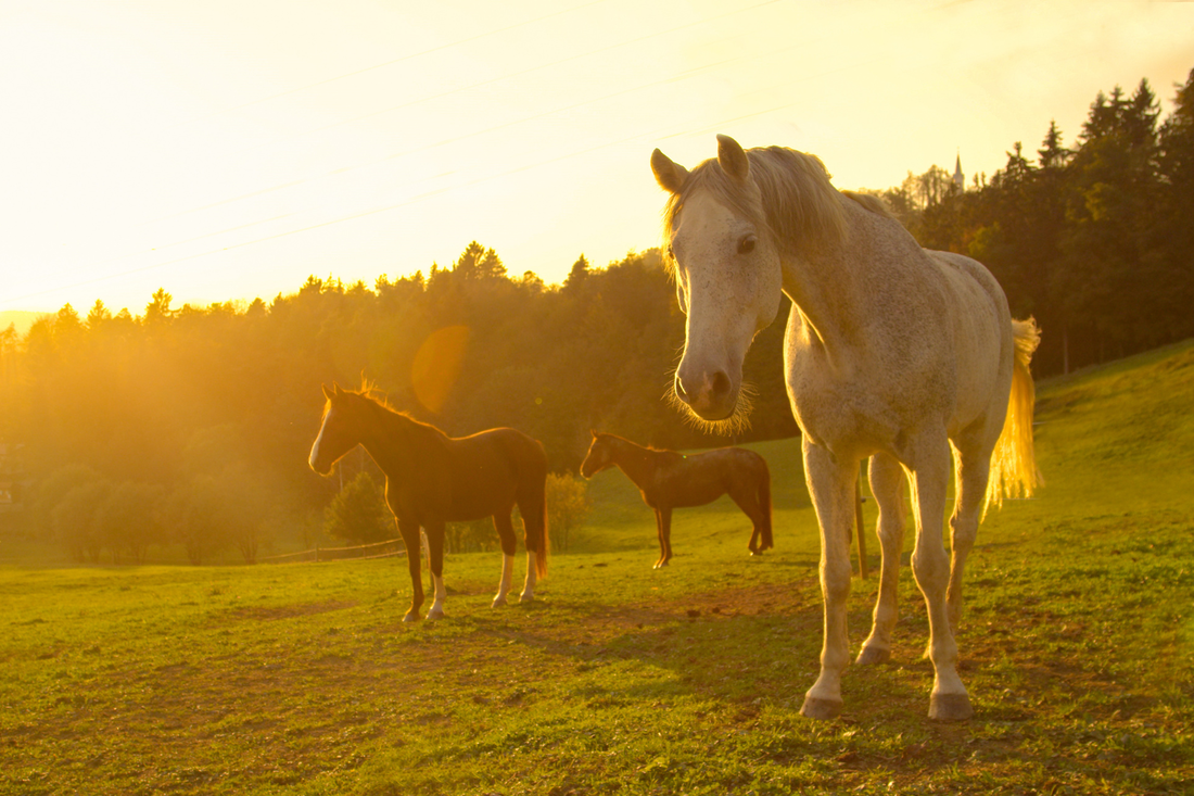 older horses - average lifespan of horses explained - david didier