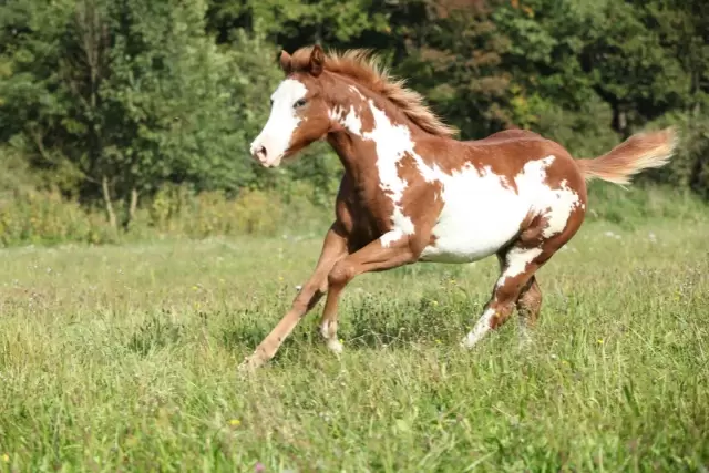 popular horse coat patterns - horse facts - david didier