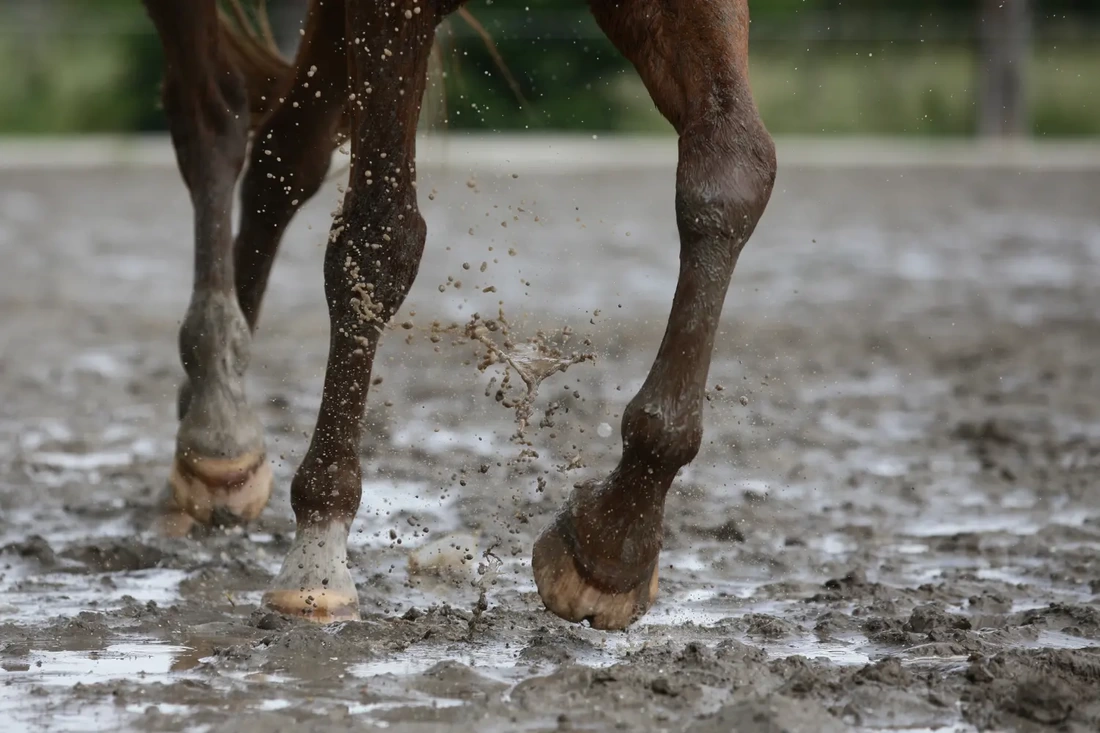 rain rot in horses - how to treat rain rot - david didier