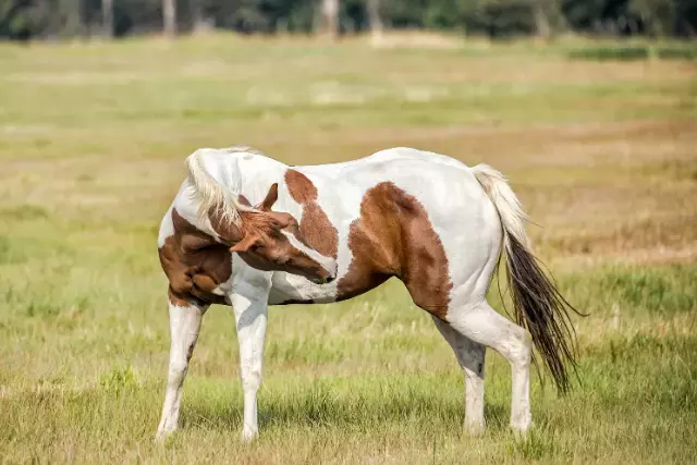 tobiano horse - horse colors - david didier