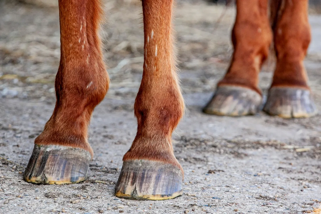 what is founder in horses - founder in horse hooves - david didier