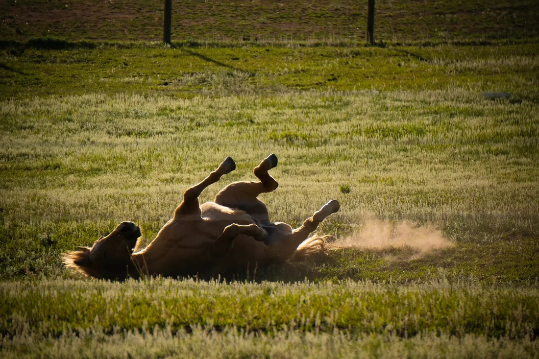 why do horses roll - natural horse behavior - david didier