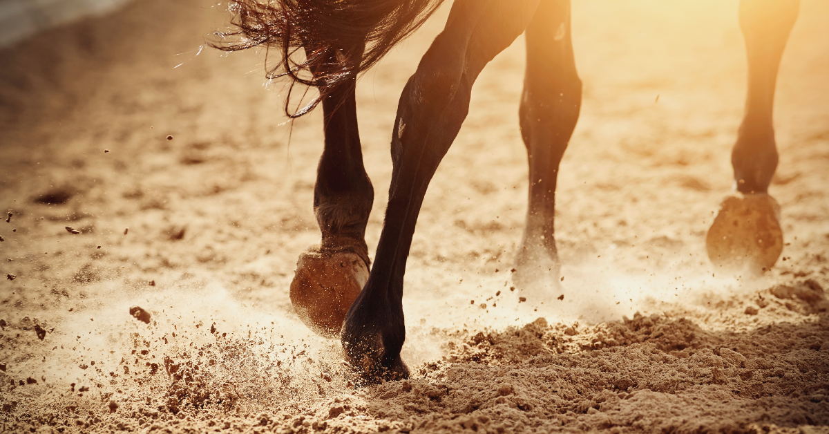 wild horse hooves - horse information - david didier